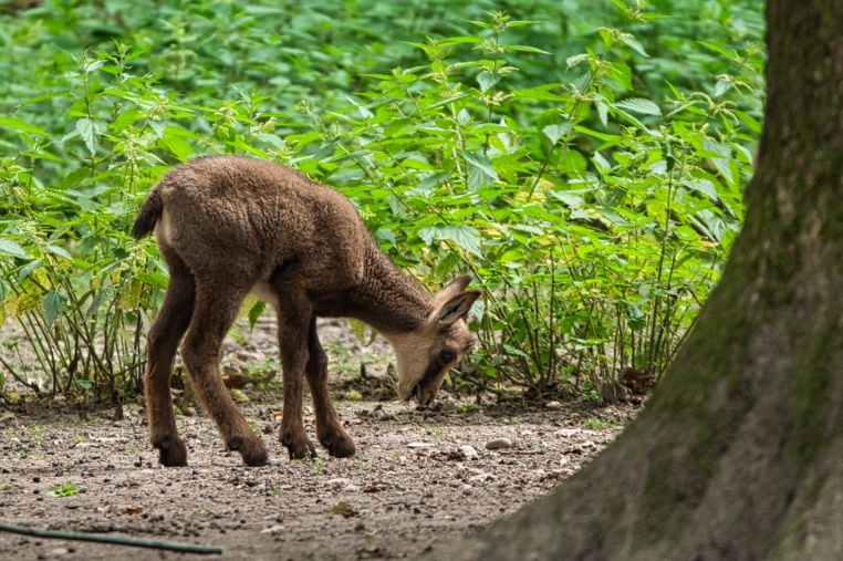 Bild von Tierpark Oberwald