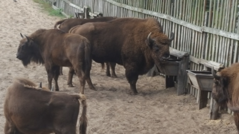 Bild von Wisentgehege Springe