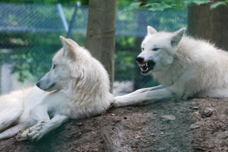 Bild von Wisentgehege Springe