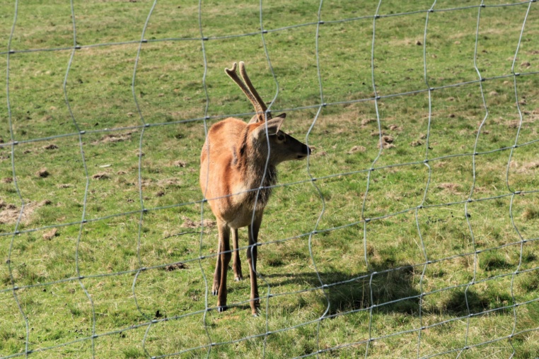 Bild von Wildgehege Kaltenbronn