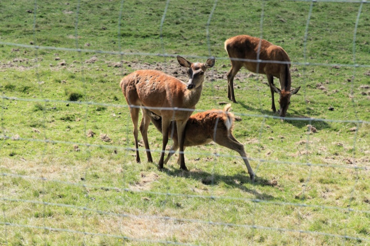 Bild von Wildgehege Kaltenbronn
