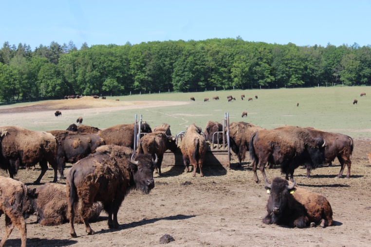 Bild von Wildpark Nordmann
