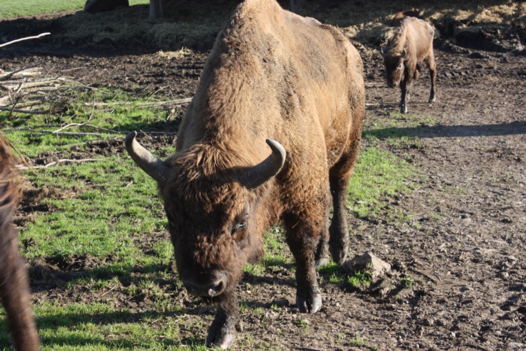 Bild von Wildpark Nordmann