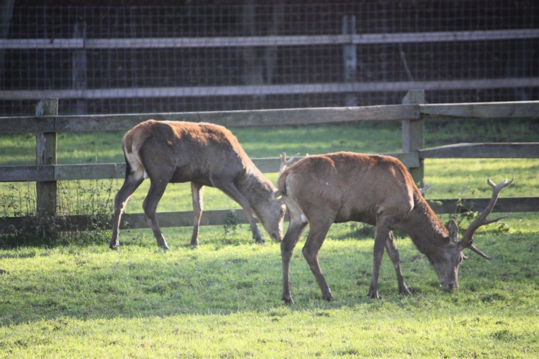 Bild von Wildpark Nordmann