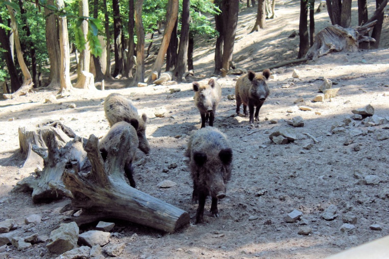Bild von Wildpark Nordmann