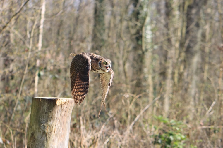 Bild von Wildpark Müden