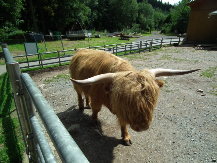 Bild von Wildpark Osterzgebirge