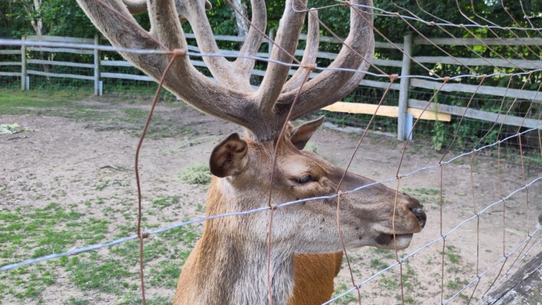 Bild von Wildpark Osterzgebirge