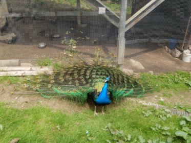 Bild von Wildpark Osterzgebirge