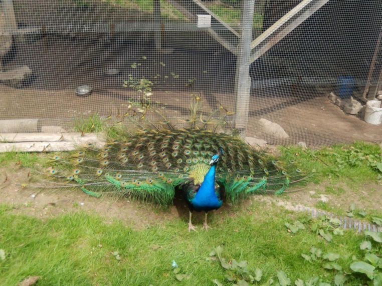 Bild von Wildpark Osterzgebirge
