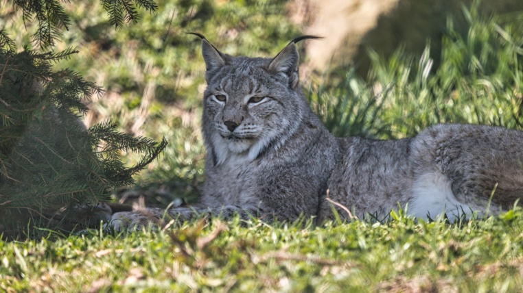 Bild von Wildparadies Tripsdrill