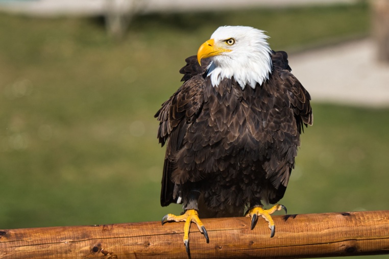 Bild von Wildparadies Tripsdrill