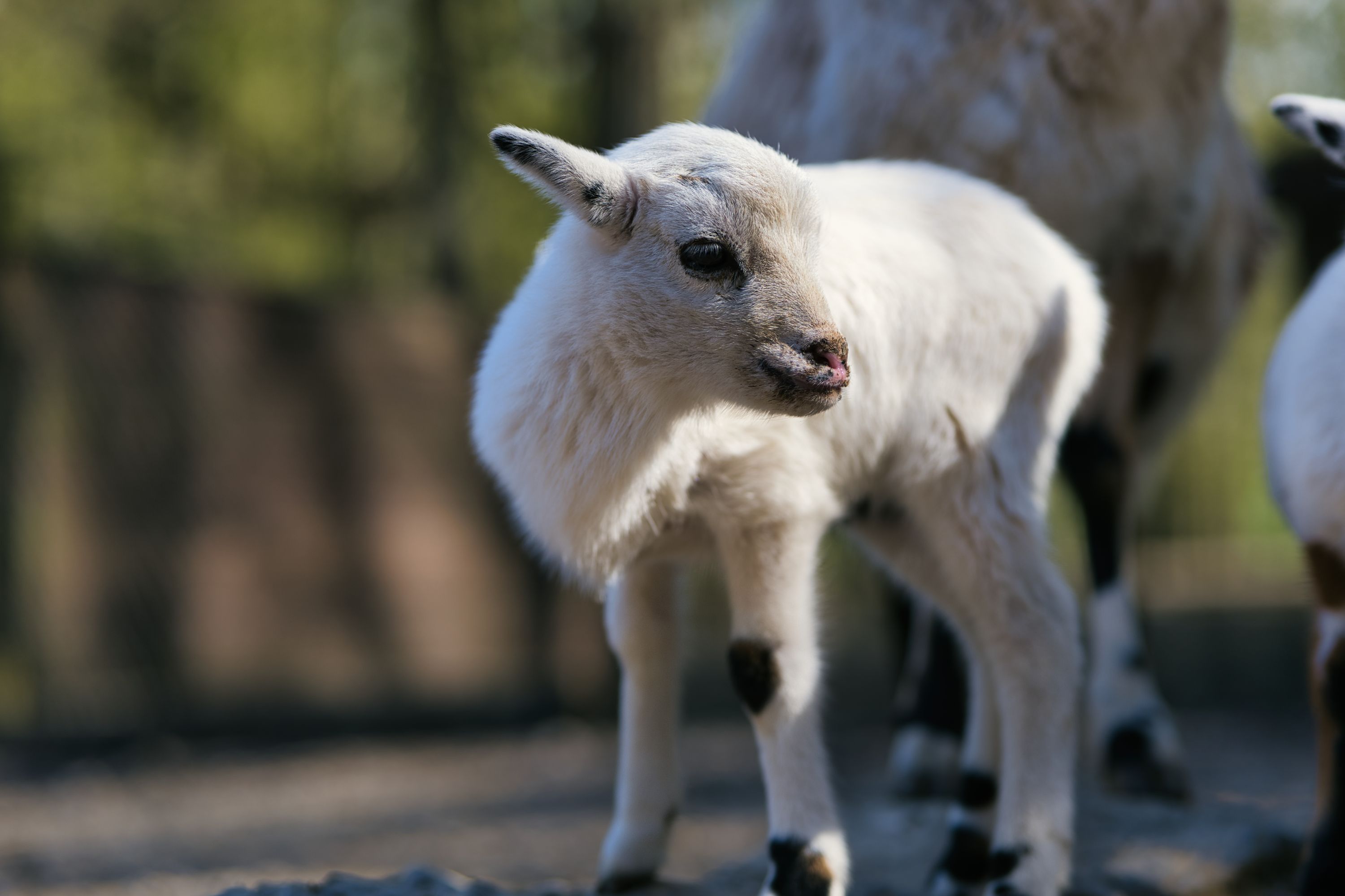 Tierpark Bretten | mein-wildpark.de | mein-wildpark.de