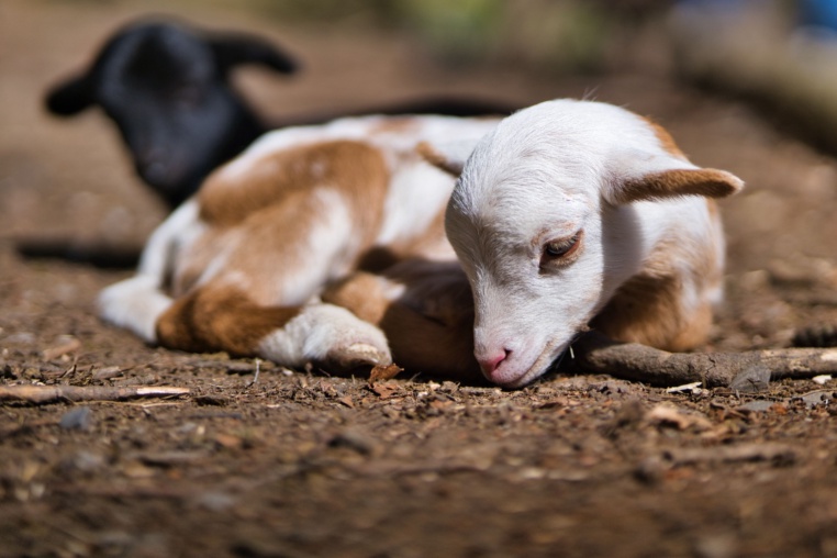 Bild von Tierpark Bretten