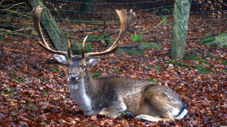 Bild von Wildpark Neuhaus