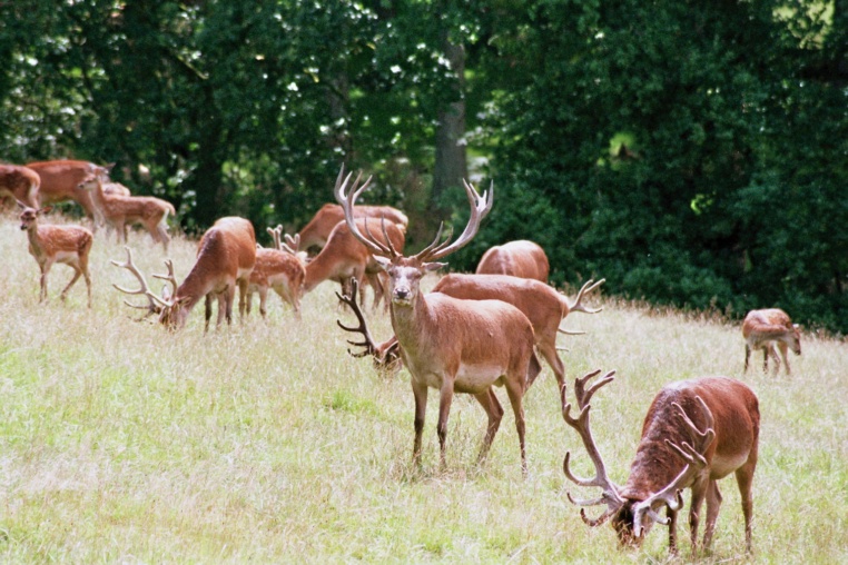 Bild von Wildpark Neuhaus