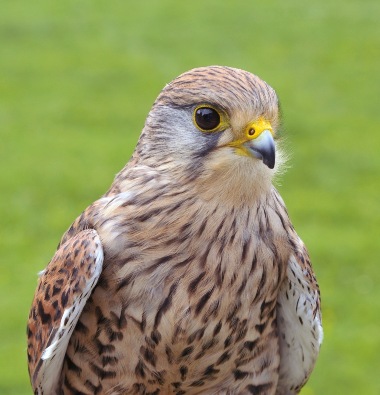 Bild von Wildpark Neuhaus