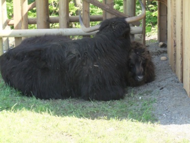 Bild von Wildgatter Hildesheim