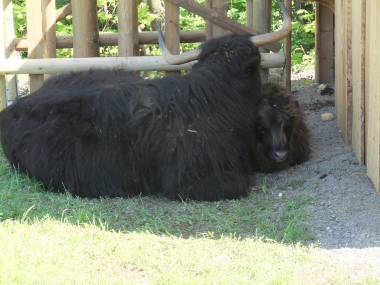 Bild von Wildgatter Hildesheim