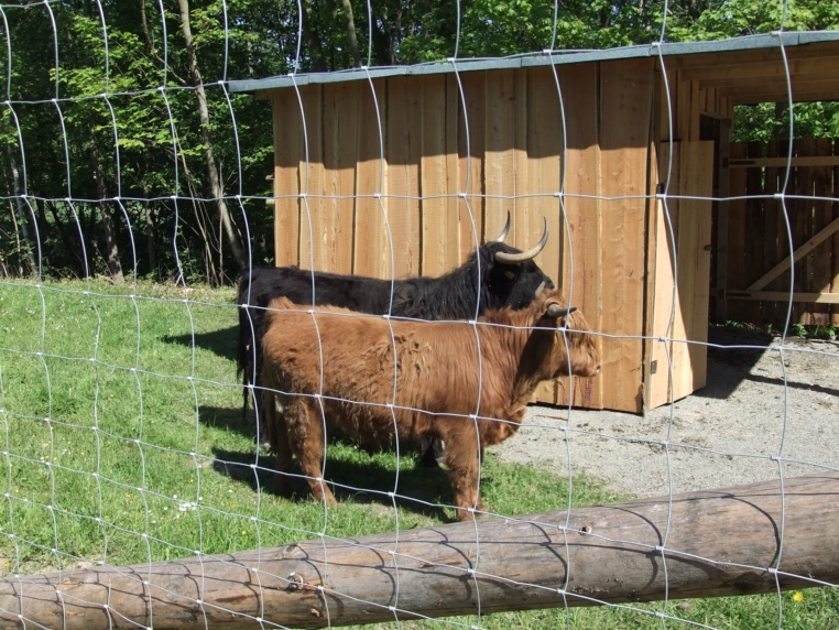 Bild von Wildgatter Hildesheim