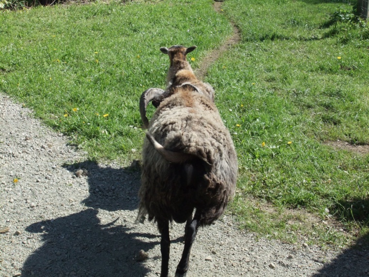 Bild von Wildgatter Hildesheim