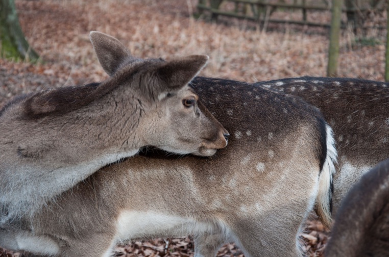 Bild von Wildgehege Brück