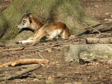 Bild von Wildgehege Moritzburg