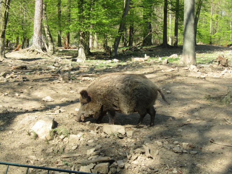 Bild von Wildgehege Moritzburg