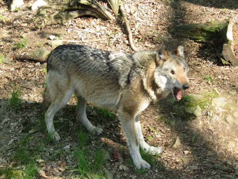 Bild von Wildgehege Moritzburg