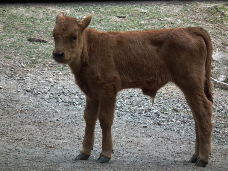 Bild von Wildpark Ludwigshafen-Rheingönheim