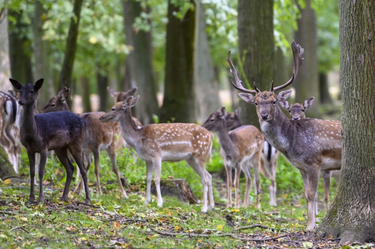 Bild von Wildpark Ludwigshafen-Rheingönheim