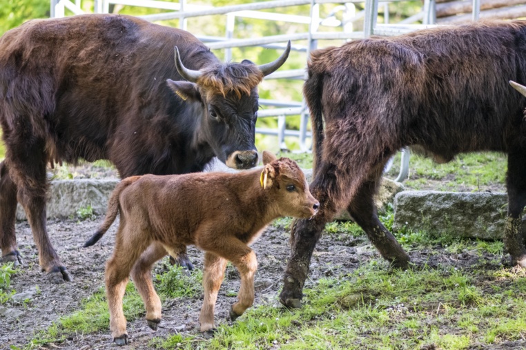 Bild von Wildpark Ludwigshafen-Rheingönheim