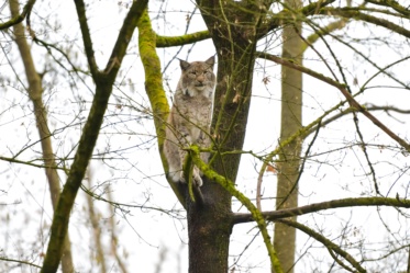 Bild von Wildpark Ludwigshafen-Rheingönheim